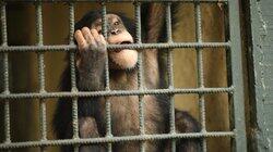 Estelle's Favorite Chimp