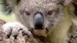 Australasia Australasia
