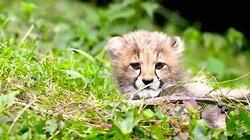 African Animals African Animals