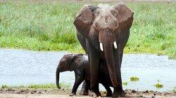 Africa Africa