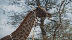 Private Ownership of Wildlife Private Ownership of Wildlife