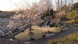 Jumokuso: Resting Beneath a Cherry Tree Jumokuso: Resting Beneath a Cherry Tree