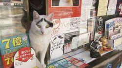 The Lucky Cat at the Shop The Lucky Cat at the Shop