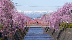 Yamagata - Call of The Wild Yamagata - Call of The Wild