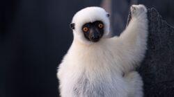 Madagascar Madagascar