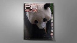 Joe Biden | The Emerald Triangle | Giant Panda Joe Biden | The Emerald Triangle | Giant Panda