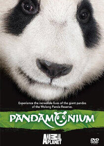 Pandamonium Pandamonium