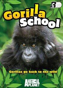 Gorilla School Gorilla School