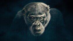 Chimpanzee Chimpanzee