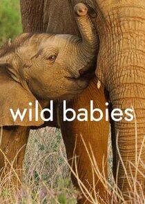 Wild Babies Wild Babies