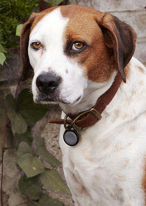 Martin the Dog Martin the Dog