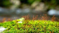 You Aren't Paying Enough Attention to Moss You Aren't Paying Enough Attention to Moss