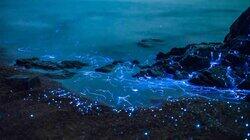 What Makes The 'Northern Lights of the Sea' So Magical? What Makes The 'Northern Lights of the Sea' So Magical?
