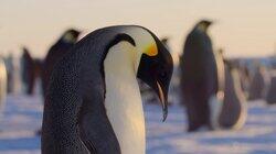 Polar Worlds Polar Worlds