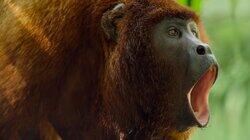 The Rainforests