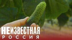 Огуречная столица | Луховицы Огуречная столица | Луховицы