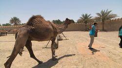 One Hot Camel One Hot Camel