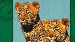 Living with Leopards