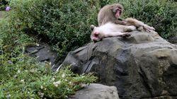 Snow Monkey Social Snow Monkey Social