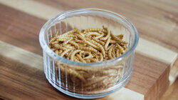 Edible Insects Edible Insects