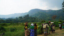 Cannabis in Congo Cannabis in Congo