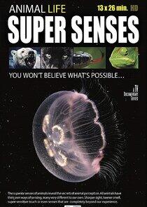 Animal Super Senses