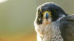 Super Fast Falcon Super Fast Falcon