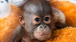 Red Ape: Saving the Orangutan Red Ape: Saving the Orangutan