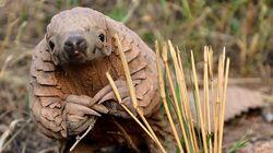 Pangolins - The World's Most Wanted Animal Pangolins - The World's Most Wanted Animal