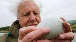 Attenborough's Wonder of Eggs Attenborough's Wonder of Eggs