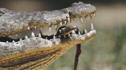 Crocodile