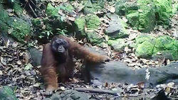 Natural Salt Licks - Protecting the Rainforest Mammals of Borneo Natural Salt Licks - Protecting the Rainforest Mammals of Borneo