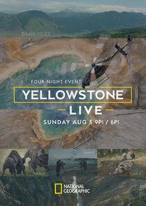 Yellowstone Live Yellowstone Live