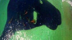 Fishy Oil Slick Fishy Oil Slick
