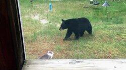 There's a Bear in MY Fridge There's a Bear in MY Fridge