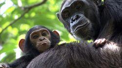 Congo Congo