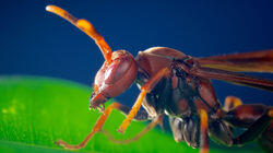 Predator Predator