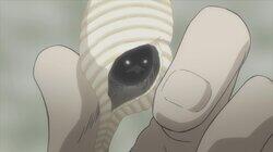 The Warbling Seashell The Warbling Seashell