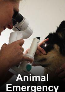Animal Emergency Animal Emergency