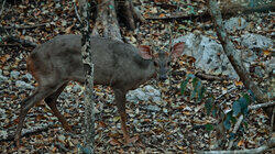 Tropical Deer of Mexico Tropical Deer of Mexico
