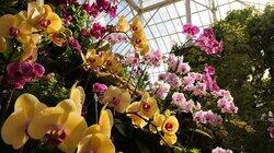 The Incredible World of Orchids The Incredible World of Orchids