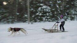 Dog Mushing Dog Mushing