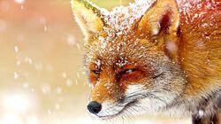 Foxes Foxes