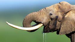 Elephants Elephants