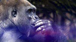 Great Apes Great Apes