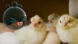 Chickens Chickens