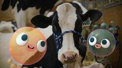 Cows Cows