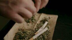 Cannabisplantasje