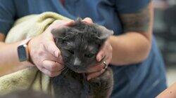 Nine Lives Nine Lives