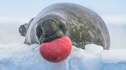Frozen Worlds Frozen Worlds